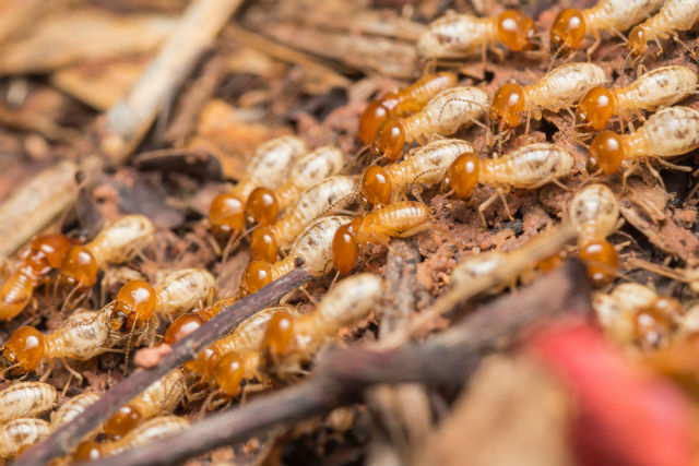 termite treatment brisbane