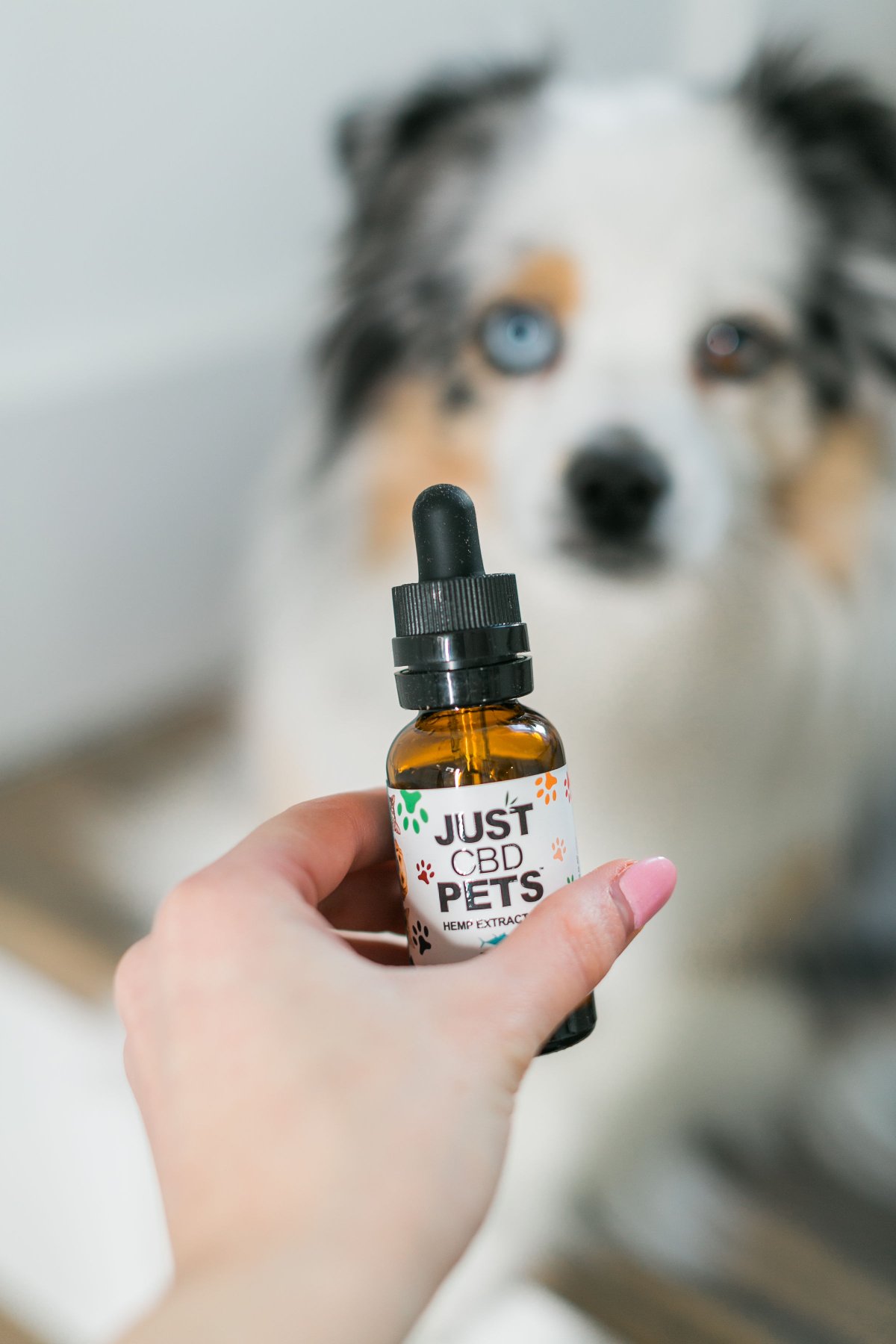 CBD Oil for Dogs